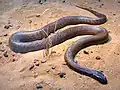 Der Inlandtaipan lebt in Australien und gilt als giftigste Schlange der Welt.