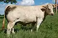 Die Charolais-Rinder erkennt man an ihrer weißen Farbe.