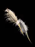 Salinenkrebs heißt ein Krebs, der im Salzwasser gedeiht. Man verkauft ihn auch als Urzeitkrebs oder Sea Monkey.