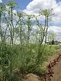 So wächst Dill auf dem Feld.