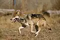 Ein Mexikanischer Wolf im Süden der USA
