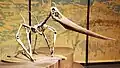 Ein Skelett von einem Pteranodon. Sein Name bedeutet „Flieger ohne Zähne“.