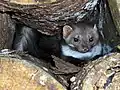 Dieser Steinmarder versteckt sich im aufgeschichteten Holz.