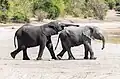 Junge Elefanten im Chobe-Nationalpark