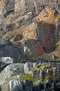 Zwischen den Felsen ist der Polarfuchs gut getarnt.