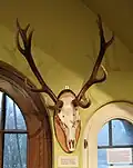 Jagdtrophäe: ein Zwölf-Ender