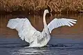 Ein Trompeterschwan in Kanada