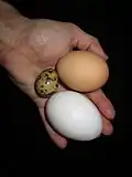 Hühner legen viel größere Eier als Wachteln.