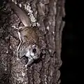 Gleithörnchen können gut klettern und sogar Bäume herunterlaufen.