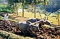 Ein Landwirt in Indonesien mit seinen Ochsen, die einen Pflug ziehen