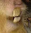Ein Capybara: Jeder Zahn hat eine tiefe Furche und erscheint deshalb wie zwei Zähne.