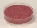 Künstlich hergestelltes Fleisch aus dem Labor. Es gibt Streit darüber, ob man es wirklich Fleisch nennen darf.