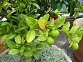 Mexikanische Limetten in einem Botanischen Garten