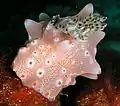Auch Sternschnecken leben im Meer.