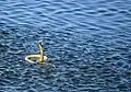 Eine schwimmende Wasserkobra