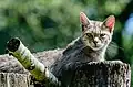 Die Wildkatze findet man auch in einigen unserer Wälder.