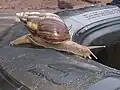 Eine Große Achatschnecke in Guinea