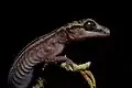 Ein Uroplatus phantasticus aus Madagaskar