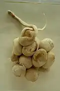 Jungtiere schlüpfen aus dem Ei.