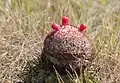 Melocactus mit kleinen roten Früchten