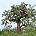 Dieser Kaktus wächst wie ein Baum.