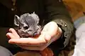 Nicht alle Heimtier-Chinchillas lassen sich gerne anfassen.