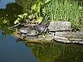 Sumpfschildkröten leben auch in Europa.