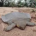 Die Cantor-Riesenschildkröte lebt nur in Kambodscha am Mekong.
