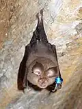 Fledermäuse sind Säugetiere, die fliegen können.