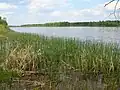 Am Fluss Prypjat liegen viele Sümpfe.