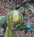 Die Eierfrucht ist ein Gemüse ähnlich unserer Aubergine