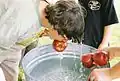 Ein beliebtes Spiel zu Halloween: Man muss einen Apfel mit den Zähnen aus einem Wassertrog fischen.