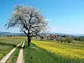 Eine Landschaft im Frühling, im Aaretal in der Schweiz