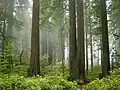 Redwood-Nationalpark in den USA
