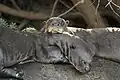 Ein Riesenotter in Brasilien