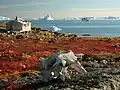 Tundra auf der Insel Grönland