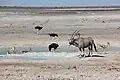An einer Wasserstelle im größten Nationalpark des Landes