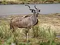 Ein Kudu-Männchen mit seinen geringelten Hörnern…