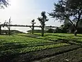 Landwirtschaft gibt es nur im Süden, hier am Fluss Niger.