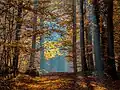 Ein herbstlicher Wald in der Nähe von Bamberg