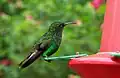Ein Bronzekopf-Elvirakolibri aus Costa Rica