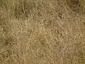 Thomson-Gazelle in Tansania: In der Mitte des Bildes erkennt man ein wenig den Kopf.