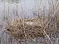 Nester von Schwänen schwimmen oft auf dem Wasser.