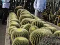 In diesem Gewächshaus in Indien züchtet man Kakteen, um sie als Zierpflanzen zu verkaufen.