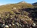 Obwohl die Inseln sehr weit im Norden liegen, gibt es noch Tundra mit einigen Pflanzen in verschiedenen Gebieten.