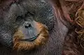 Orang-Utan von Borneo