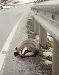 Dieser Dachs wurde von einem Auto totgefahren.