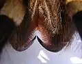 Kieferklauen einer Vogelspinne der Art Acanthoscurria geniculata