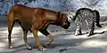 Die Katze hat Angst vor dem Hund, sie macht einen Buckel,&nbsp;...