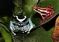 Links ein Färberfrosch und rechts ein dreifarbiger Baumsteiger